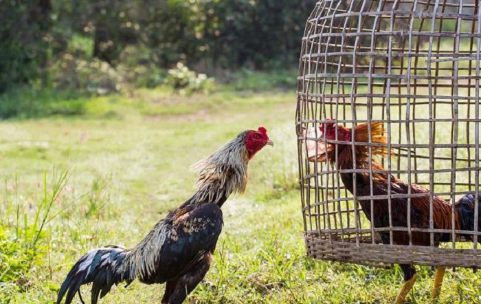 Gà Chọi Thái Lan: Đặc Điểm Nhận Biết và Cách Chăm Sóc