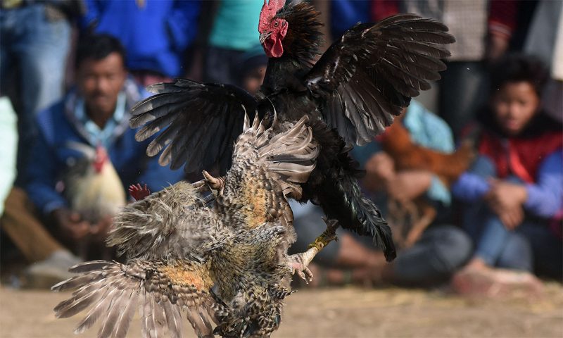 Tìm hiểu về thuật ngữ gà đá bo lớn